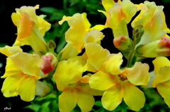 花を見てるほうも　評価されている？？