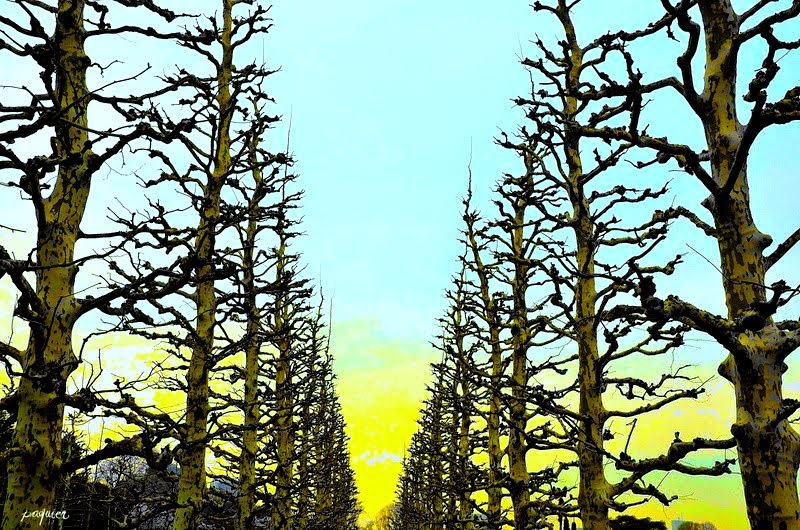 空に飛びちる木の葉も無い。