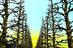 空に飛びちる木の葉も無い。