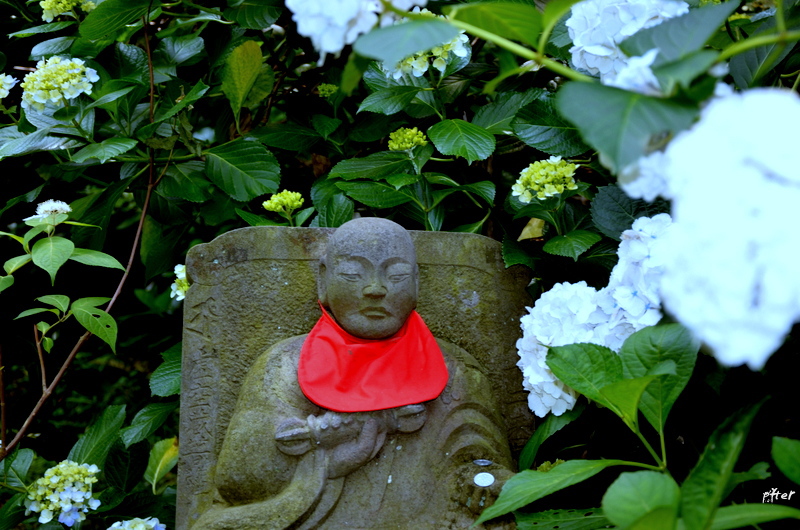 うむ・・・紫陽花が咲き出したな・・・