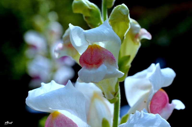 動揺するような美しさ