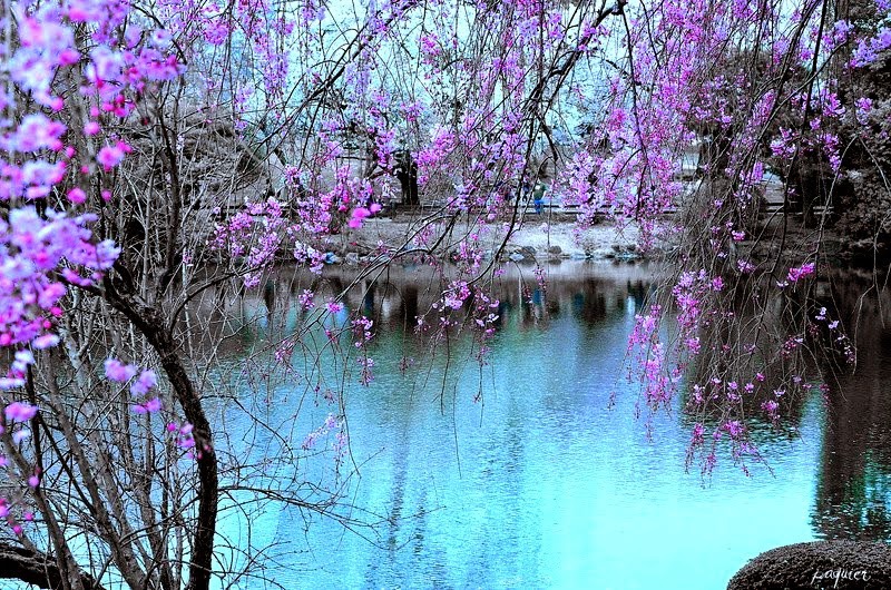 桜です