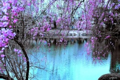 桜です