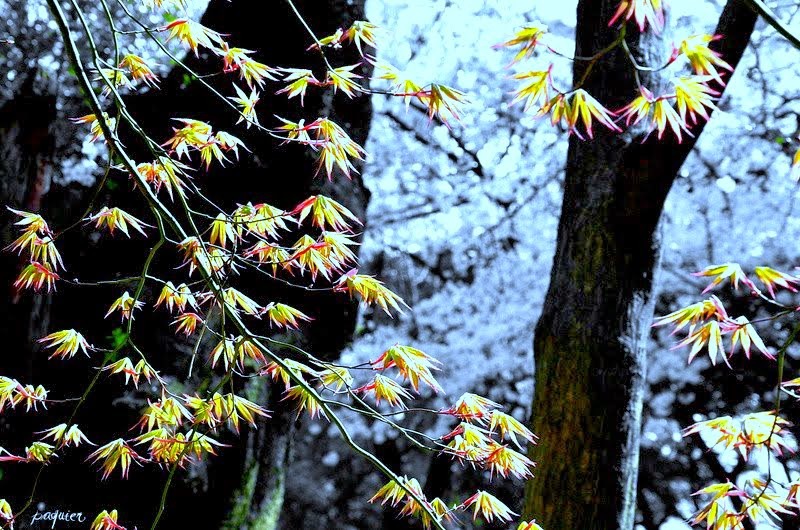 葉は葉による幻想曲を創っている