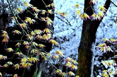 葉は葉による幻想曲を創っている