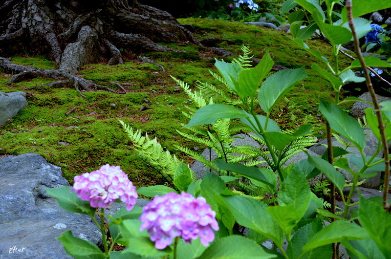 いつ来ても　変わらない色で咲いている