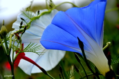 花が開くと　あの人が来てくれる