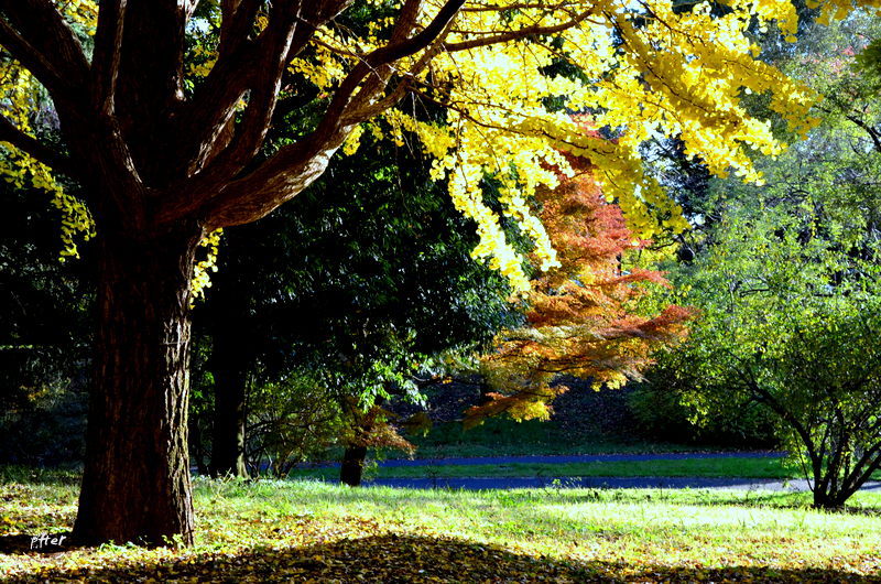 今日も青空さん　ありがとう（木の呟き）