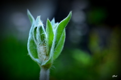 これも　花なのですか？　空さん