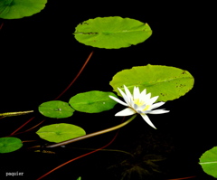 詩学を感じる花