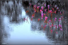 水辺のそばに咲く　花