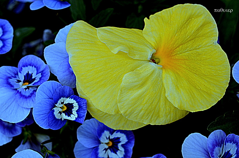 花　１