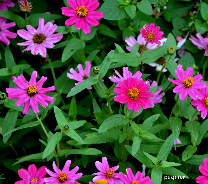 鮮やかな緑の中に朱が・・