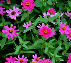 鮮やかな緑の中に朱が・・