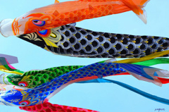 一年で一番心地いい風に吹かれる魚　気持ちよさそう　(#^.^#)