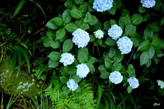 花屋にない　花の美しさ