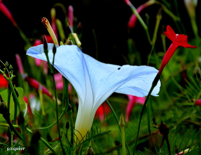 花が開いて、花に説かさせる。