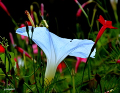 花が開いて、花に説かさせる。