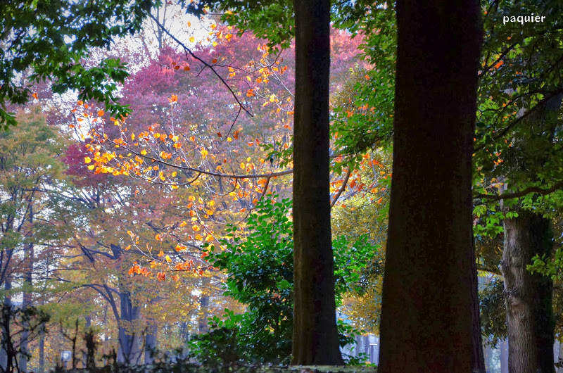 シャンソンに合う林
