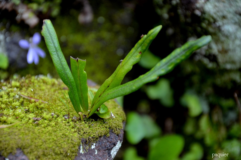 石の上で生きている