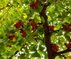 銀杏の木になる銀杏　一応説明を　(~_~;)