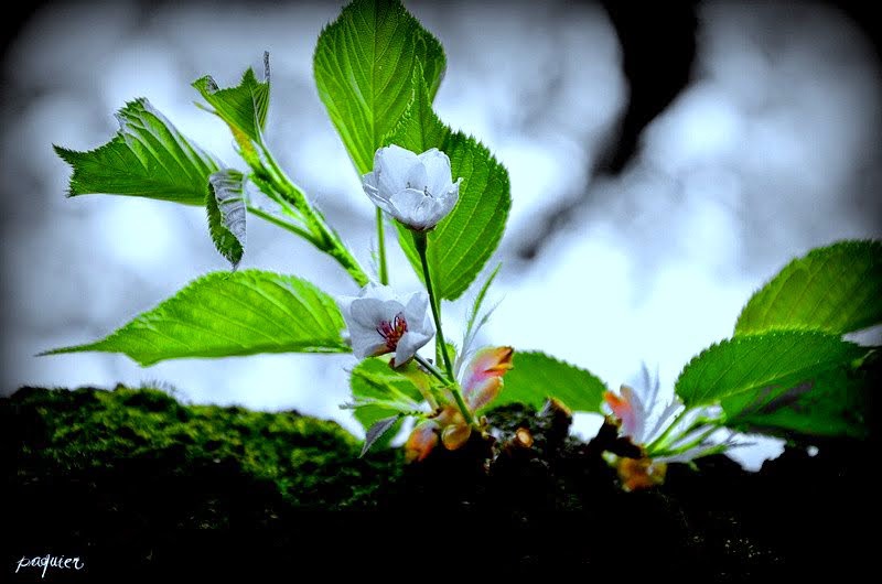 咲き出し初めの桜の花です