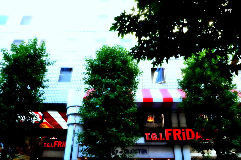 街を撮る猫　２