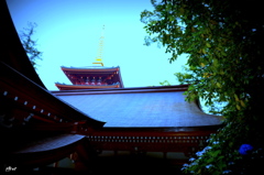 空、屋根、木・・・そして風