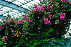 花001