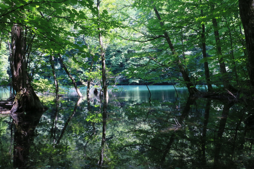 Relaxed Forest in Shirakami