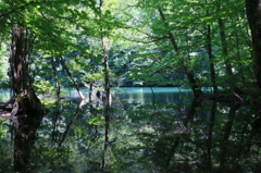 Relaxed Forest in Shirakami