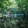 Relaxed Forest in Shirakami