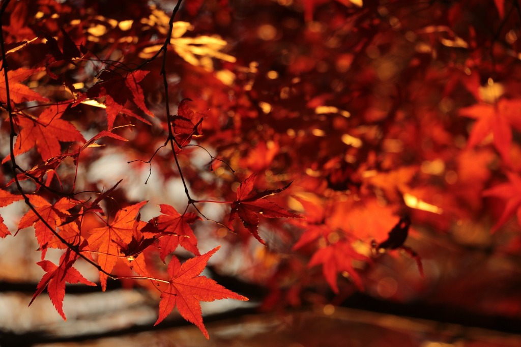 遅咲きの紅葉