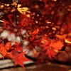 遅咲きの紅葉