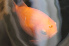 あっ金魚！