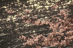 さくら～光の喜び～
