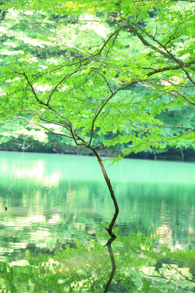 The tenderness green