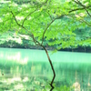 The tenderness green