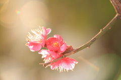 Spring is coming ...