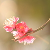 Spring is coming ...