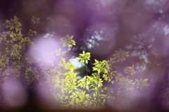 花房の向こうには～～