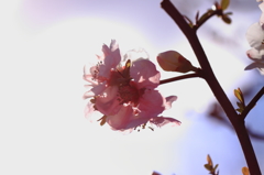 河津桜