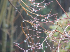 雫雨