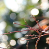 紅葉は散りても～～