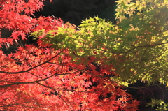 紅葉と緑葉