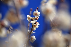 梅の花