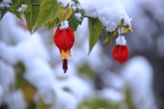 雪のチロリアンランプ