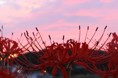 夕焼けと曼珠沙華