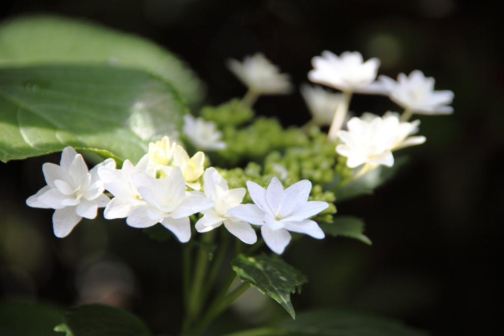 墨田の花火３