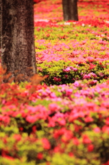 つどいの丘：キリシマツツジの植え込み２